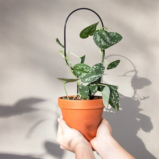 Mini Plant Stake - Hoop