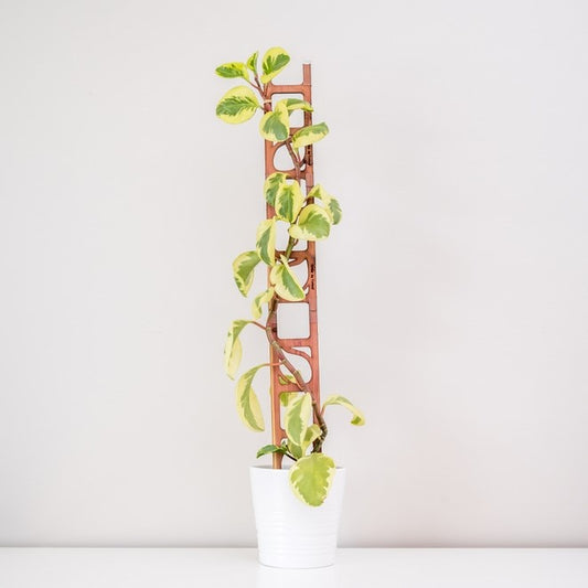 Stella Modular Ladder Plant Wooden Trellis - Extension Kit