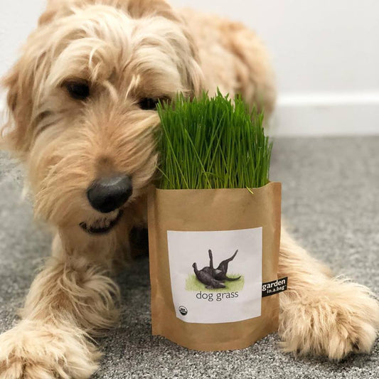 Garden in a Bag - Dog Grass