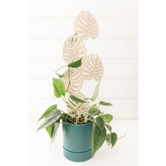 Climbing Monstera Plant Trellis