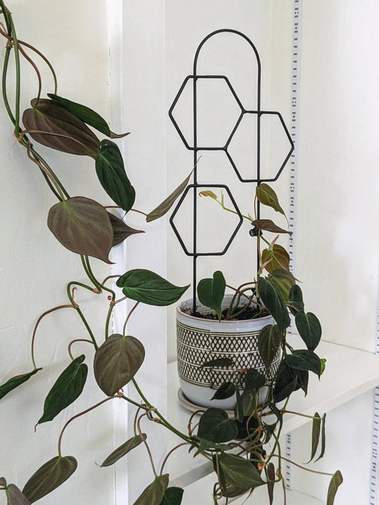 Metal Honeycomb Trellis