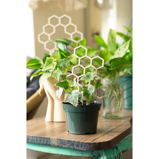 Honeycomb Plant Trellis